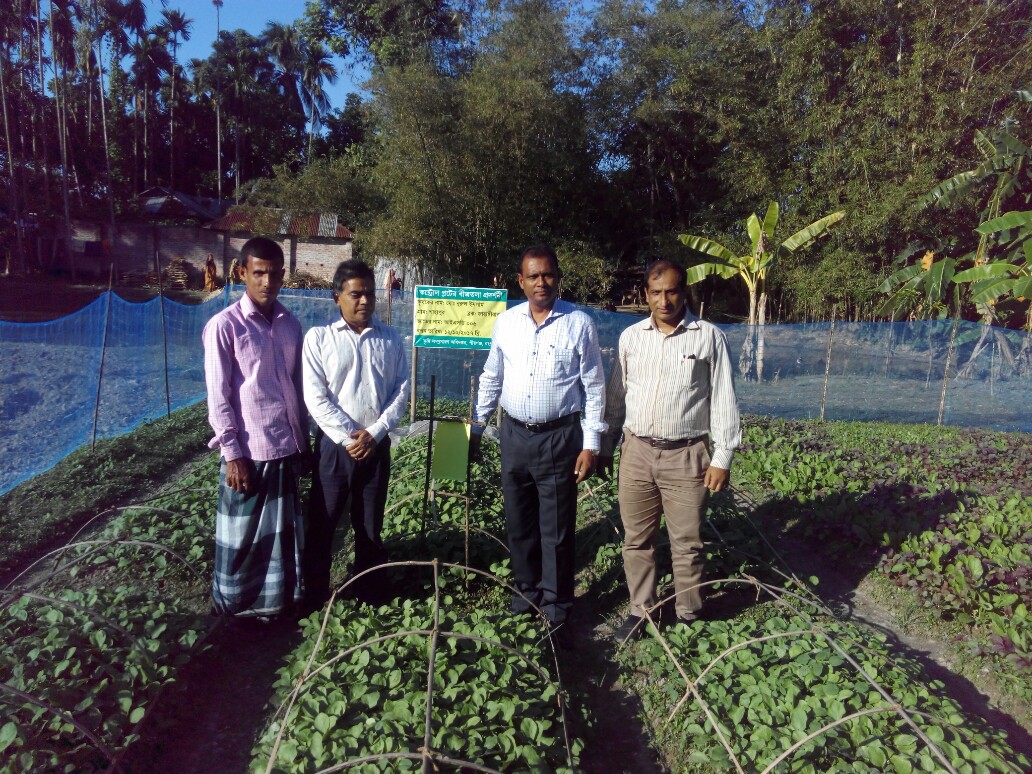 বিটি বেগুন