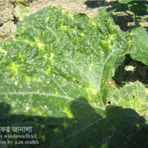 মিষ্টি কুমড়ার পাতা কোঁচকানো রোগ