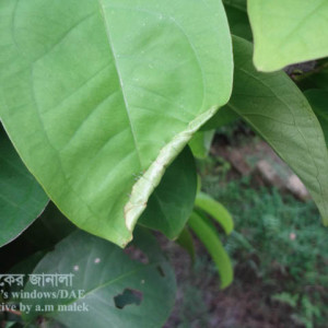 জামরুলের পাতা মোড়ানো পোকা