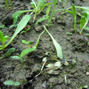 পালংশাকের গোড়া পচা রোগ