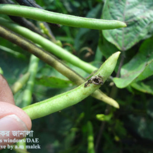 মুগের ফলছিদ্রকারি পোকা