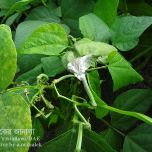 ঝাড়শিমের হোয়াইট মোল্ড রোগ