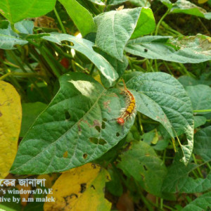 সয়াবিনের বিছা পোকা