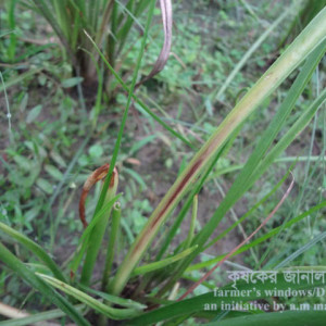 রজনীগন্ধার পাতার কালো রেখা রোগ