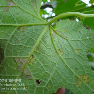 ধুন্দলের ডাউনি মিলডিউ রোগ