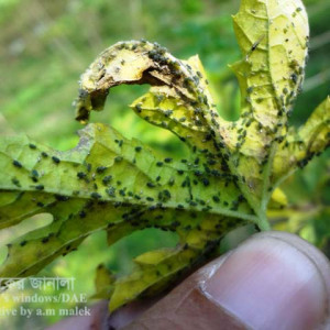 করলার জাব পোকা