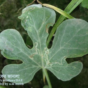 তরমুজের পাতা সুড়ঙ্গকারী পোকা