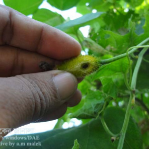 কাকরোলের ফল ছিদ্রকারি পোকা