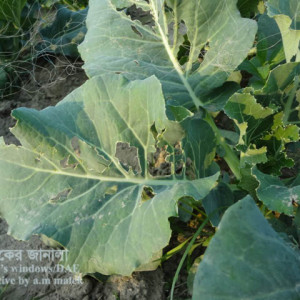 বাঁধাকপিরপাখি আক্রমণ সমস্যা